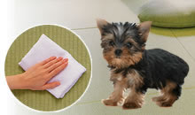 ペットの傷・汚れ・ダニ・カビ